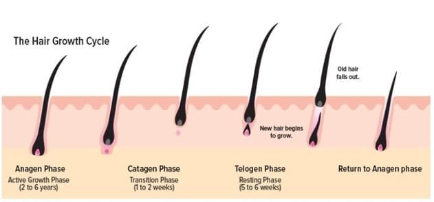 Hair Growth Cycle